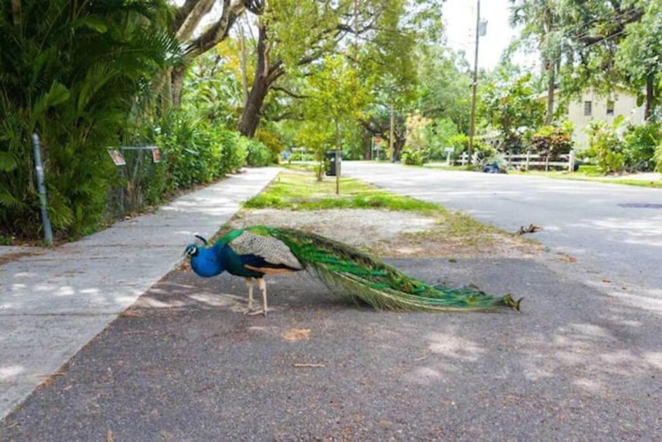 Peacock 2 By Pmi * Fort Lauderdale