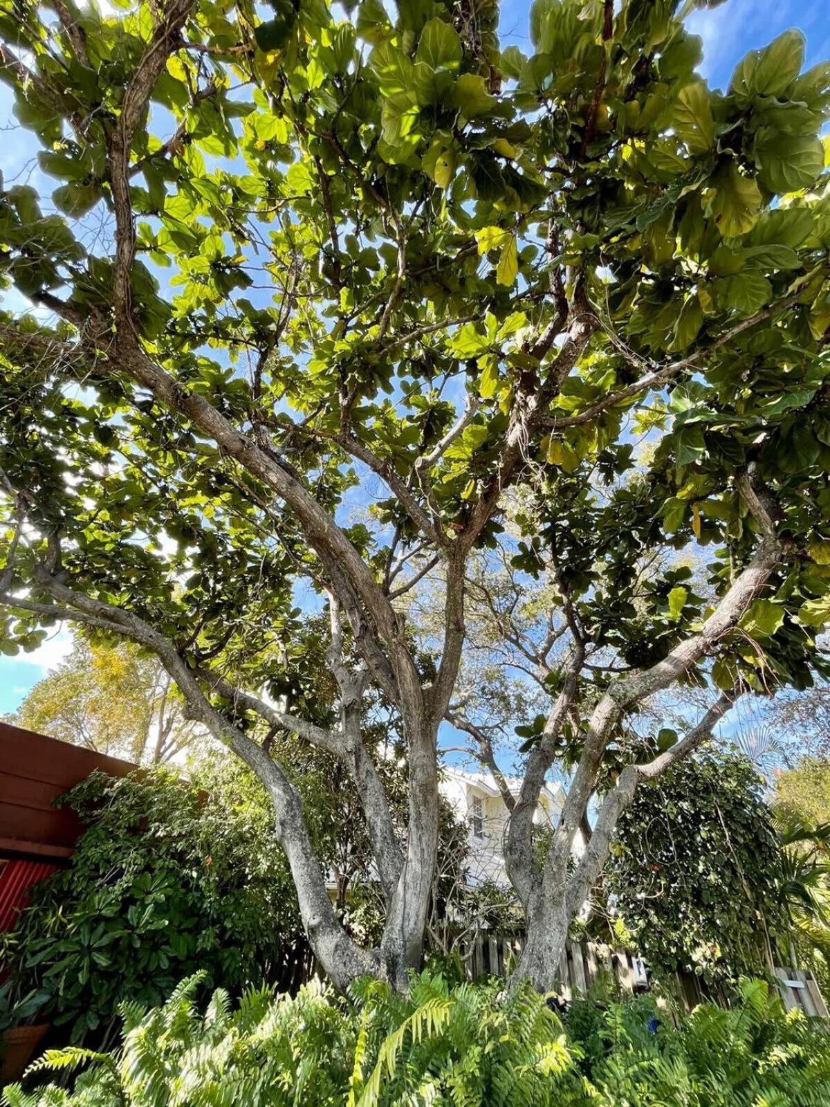 Delight And Cozy Close To Olas & The * Fort Lauderdale